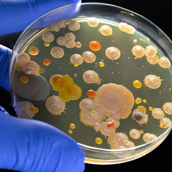 Close up foto af bakterier og antibiotika