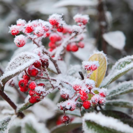 Grøn plante med røde bær i frostvejr.