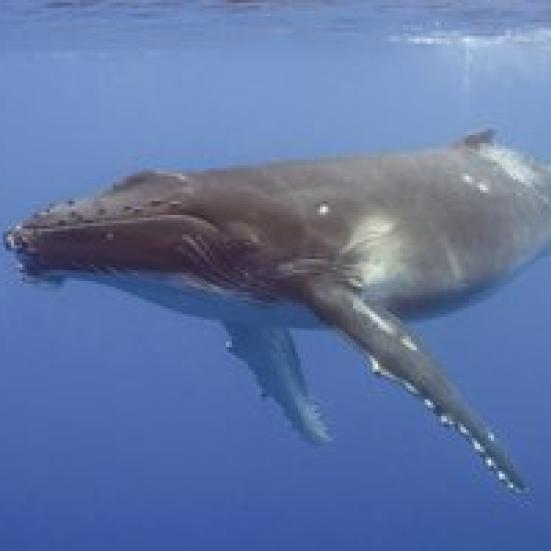 Hvaler - offentlige foredrag i Naturvidenskab