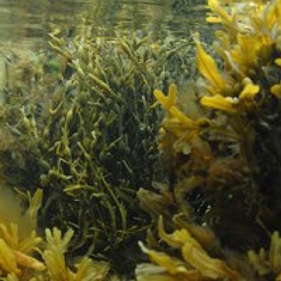 Livestream Tang. Aarhus Universitet