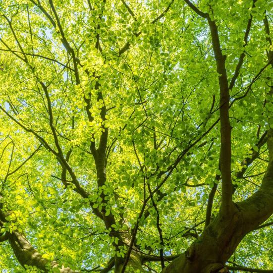 En bøg er sprunget ud