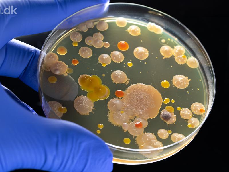 Close up foto af bakterier og antibiotika