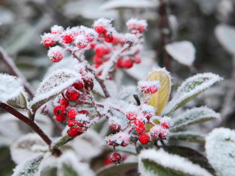 Grøn plante med røde bær i frostvejr.