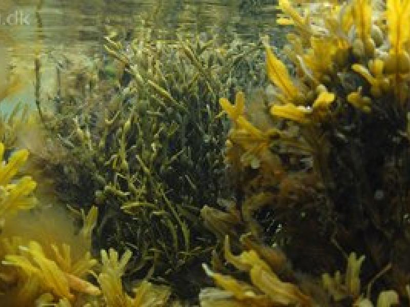 Livestream Tang. Aarhus Universitet