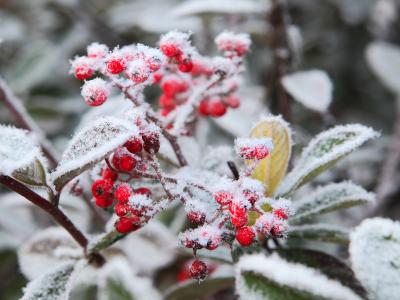 Grøn plante med røde bær i frostvejr.