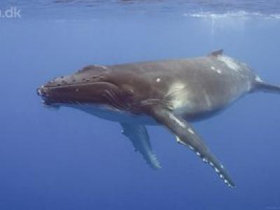 Hvaler - offentlige foredrag i Naturvidenskab