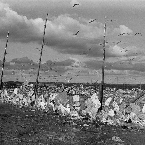Sort-hvid foto af en indhegnet losseplads med mange måger flyvende omkring.