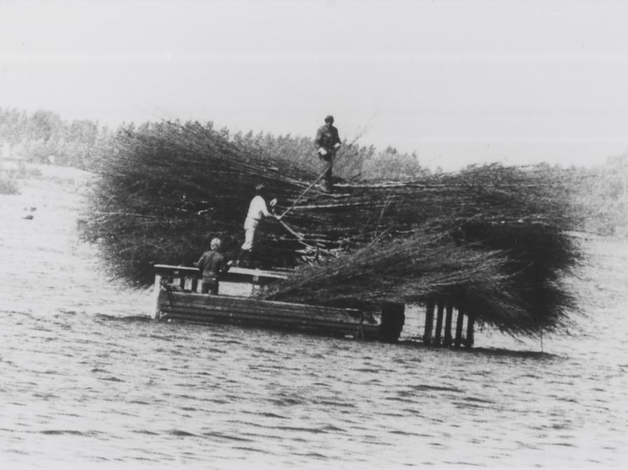 Sort-hvid foto af tre mænd, der lægger grene på en platform i vandet.